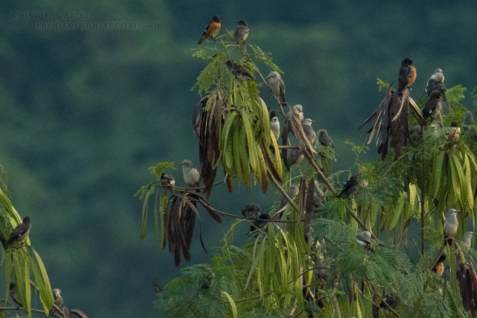 Spot-winged Starling - Wich’yanan Limparungpatthanakij