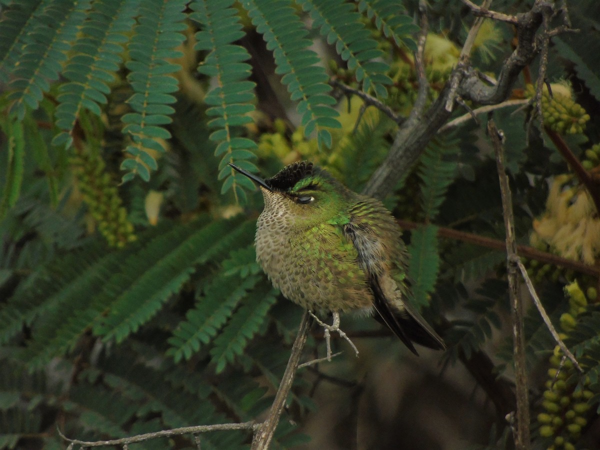 Green-backed Firecrown - ML456281981