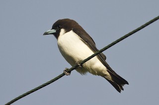  - Fiji Woodswallow