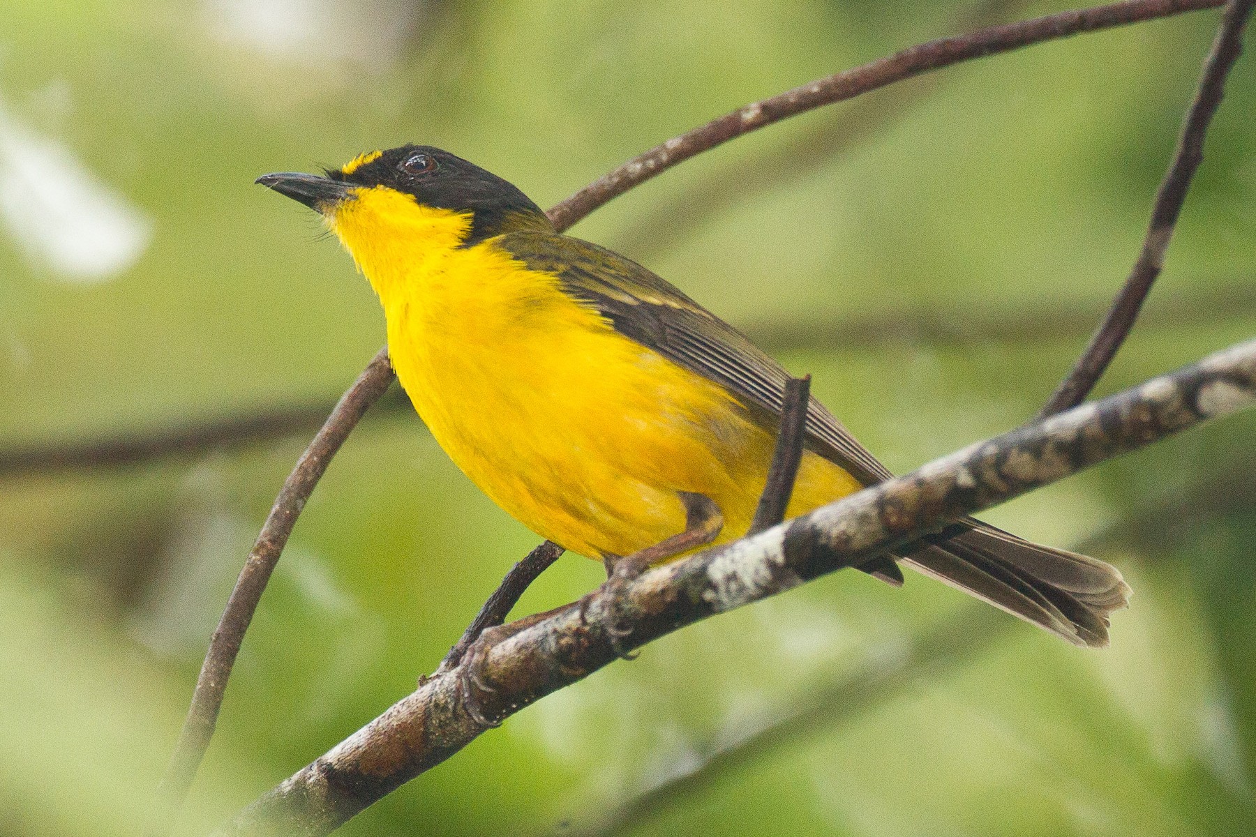 Fiji Whistler - eBird