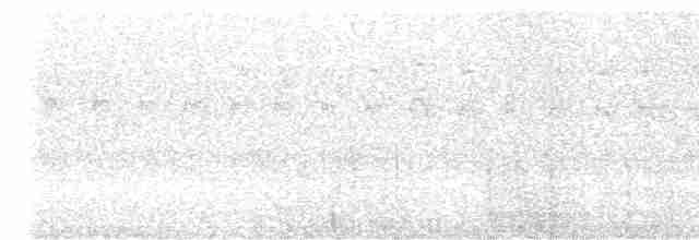 strakapoud osikový/americký - ML456286301