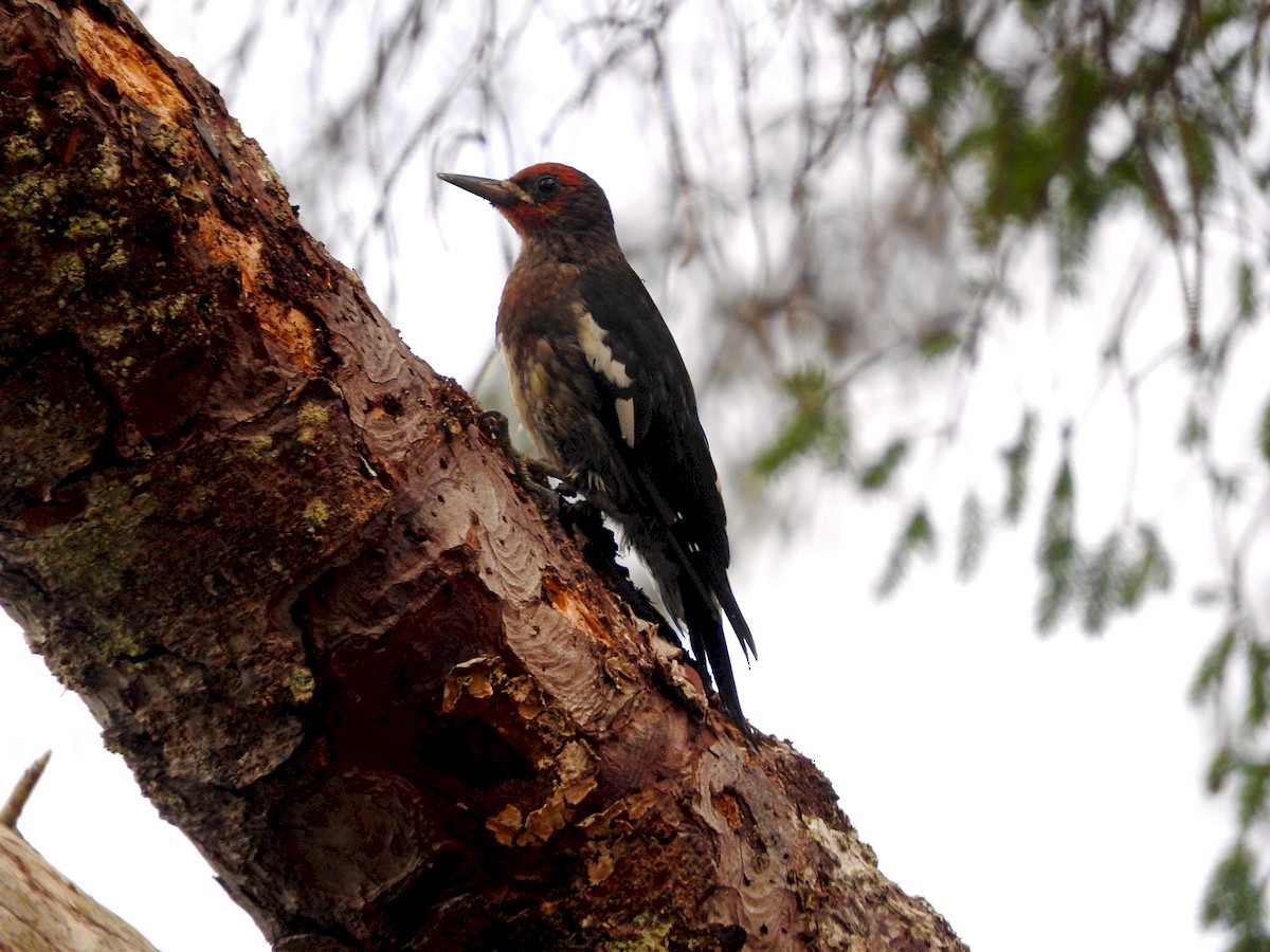 Red-breasted Sapsucker - ML45629291