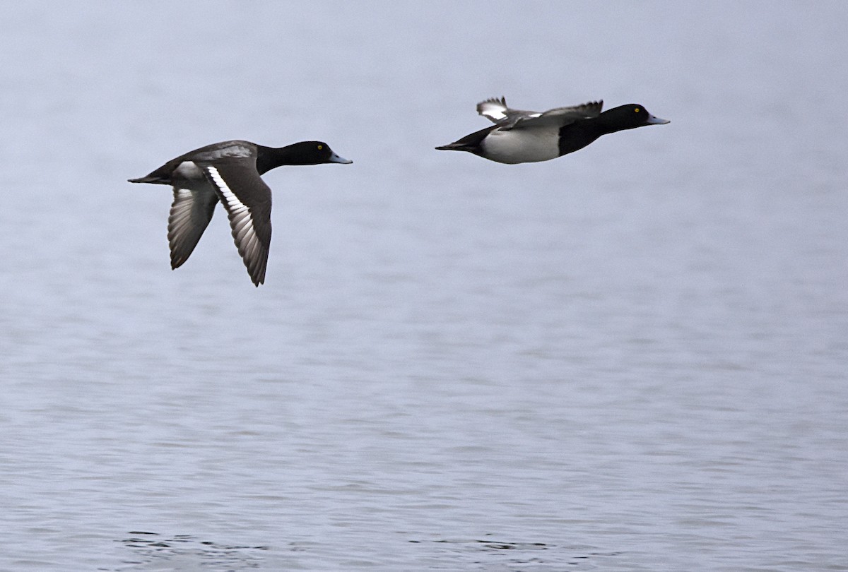 Greater Scaup - ML45629391