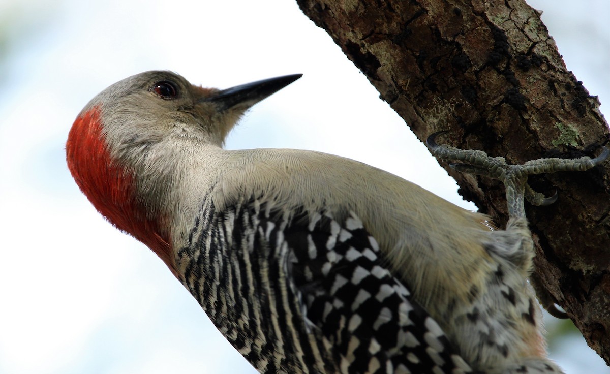 Red-bellied Woodpecker - Omar Paez
