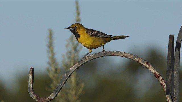 Hooded Oriole (nelsoni Group) - ML456294841