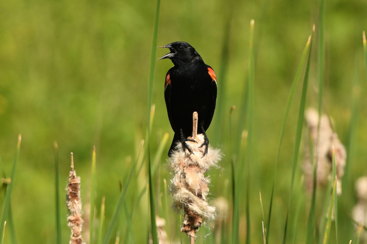Red-winged Blackbird - Tom Frankel