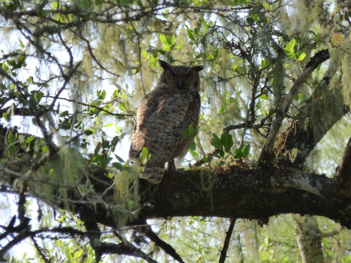 Great Horned Owl - ML456295731