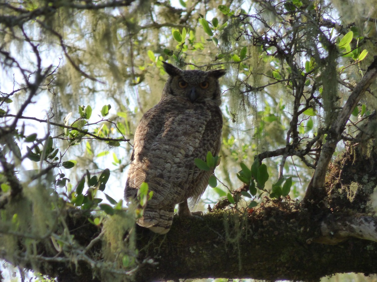 Great Horned Owl - ML456295801
