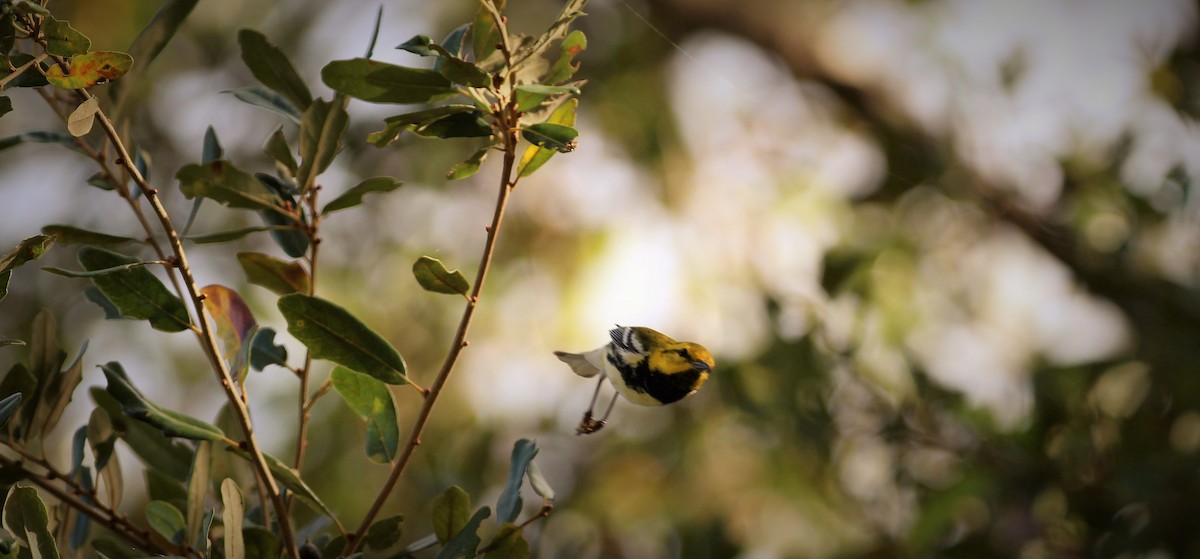 Black-throated Green Warbler - Omar Paez