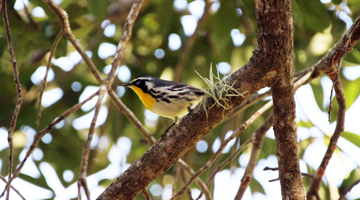 Yellow-throated Warbler - Omar Paez