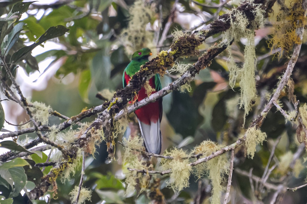 Crested Quetzal - ML456299631