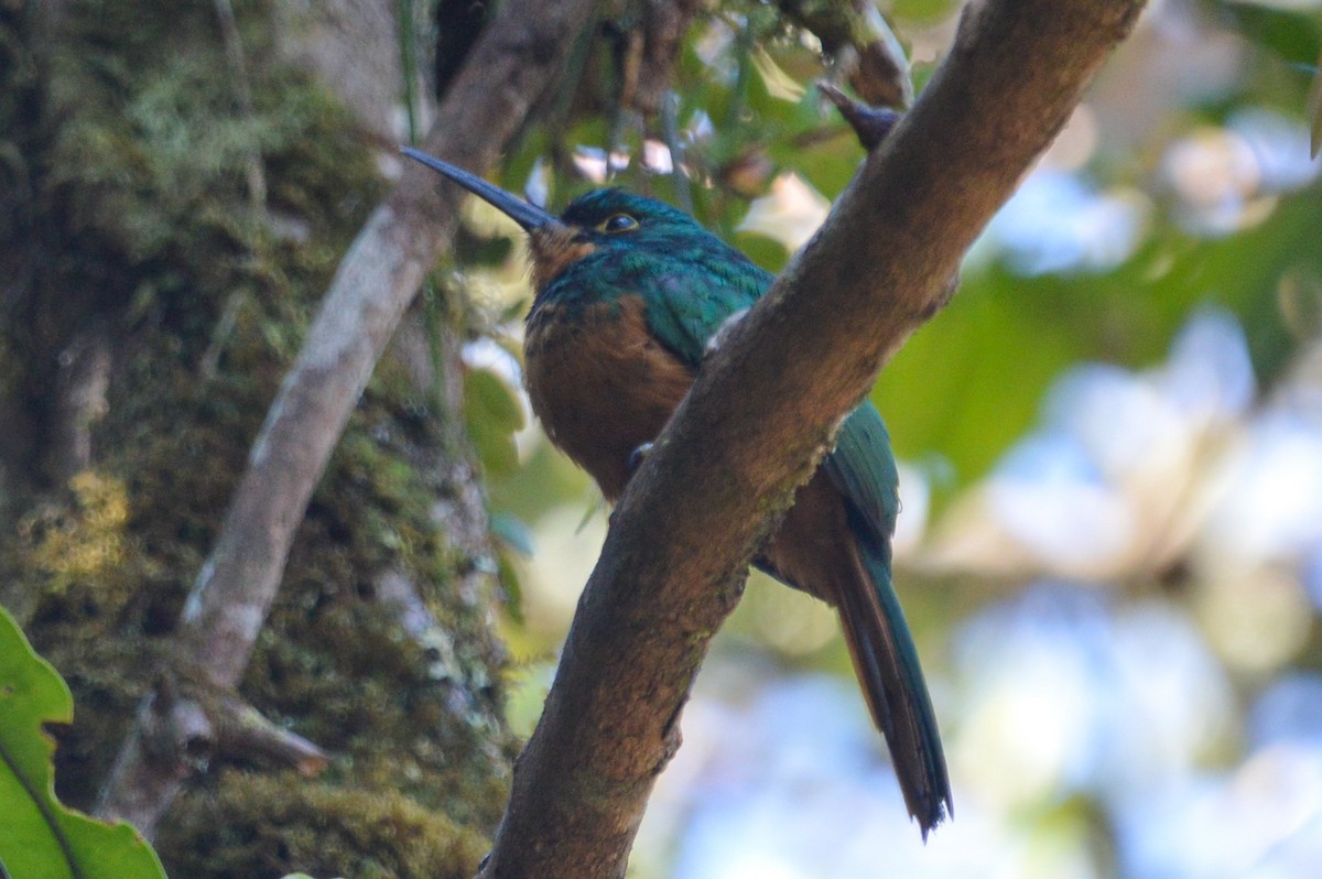 Coppery-chested Jacamar - Jorge Torres Apolo