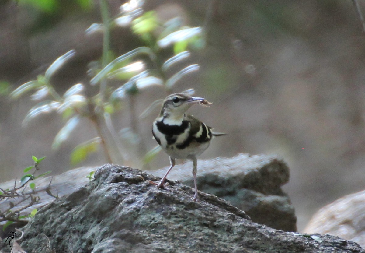 Forest Wagtail - ML45630131