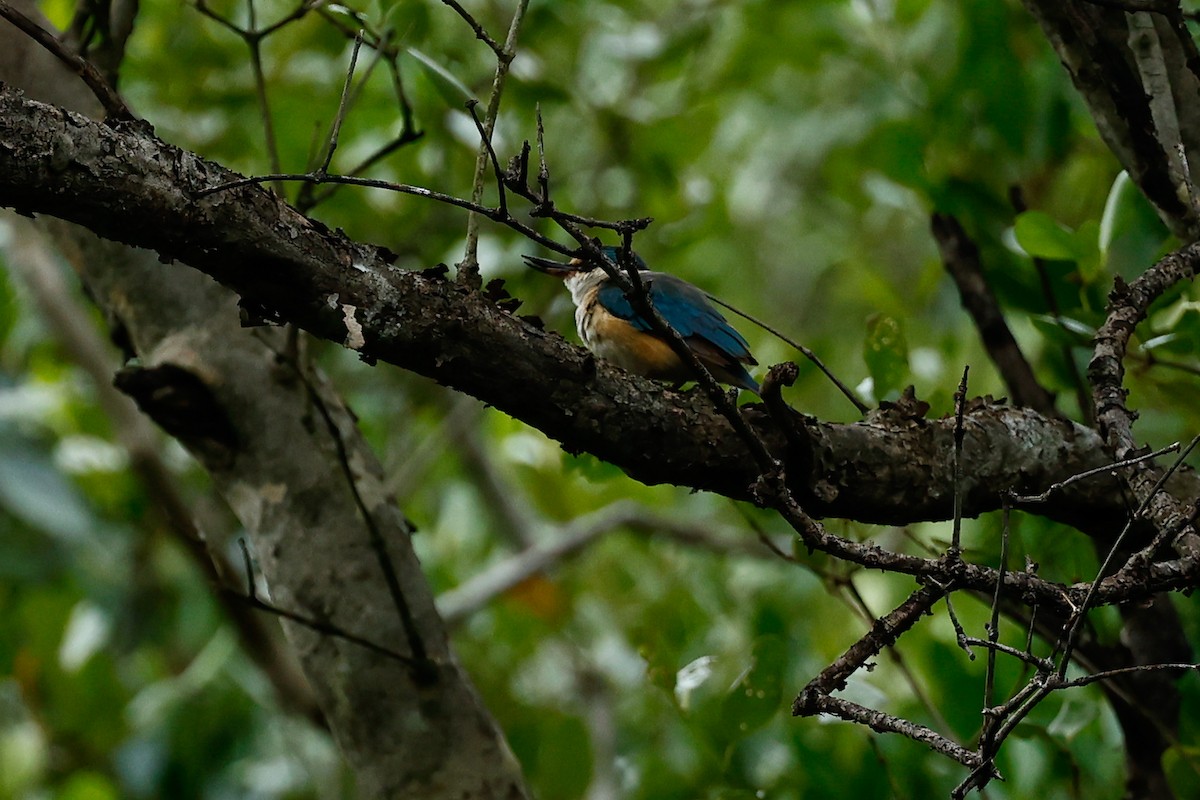 Sacred Kingfisher (Australasian) - ML456302651