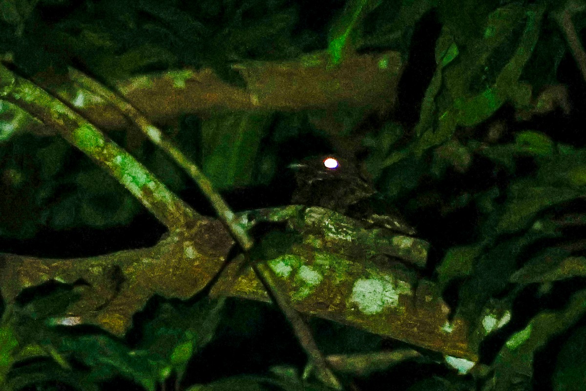 Sulawesi Nightjar - ML456302911