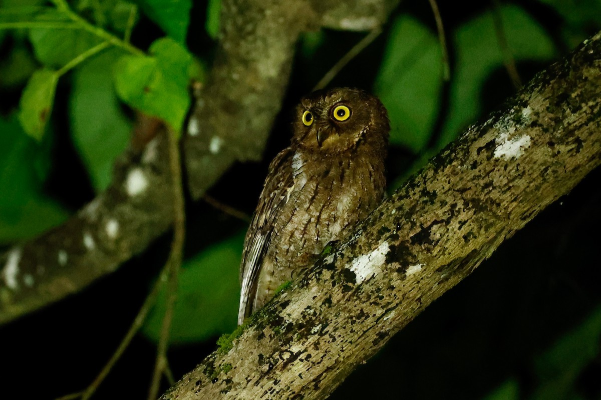 Sulawesi Scops-Owl - ML456303291