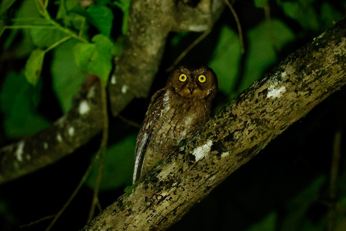 Sulawesi Scops-Owl - Jenna McCullough