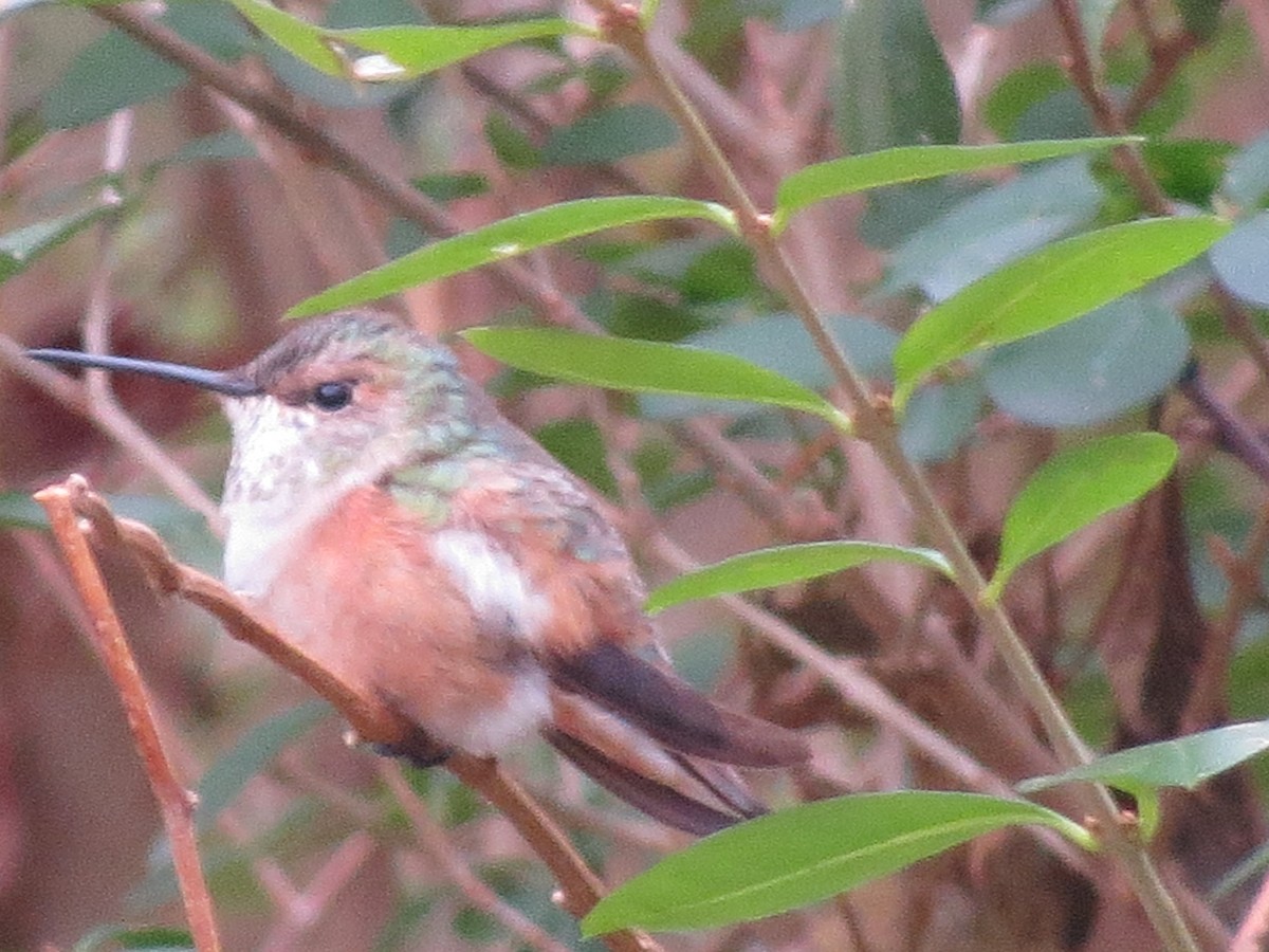 Rufous Hummingbird - ML45630751