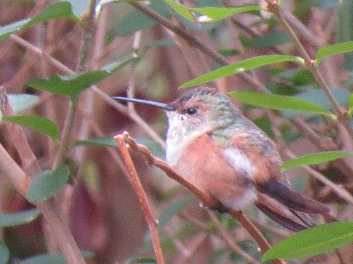 Rufous Hummingbird - ML45630791