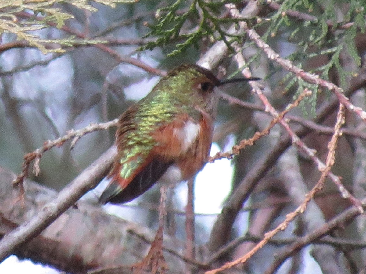 Rufous/Allen's Hummingbird - ML45630921