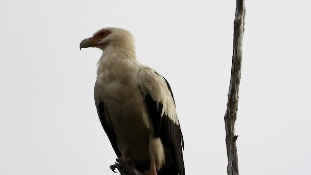 Palm-nut Vulture - ML456311721