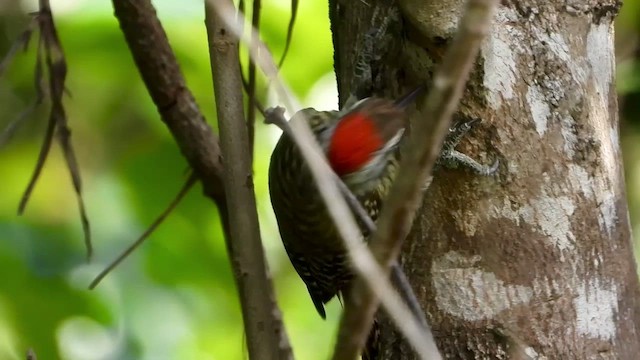 Cardinal Woodpecker - ML456311851