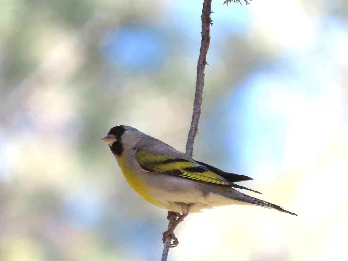Lawrence's Goldfinch - ML456312041