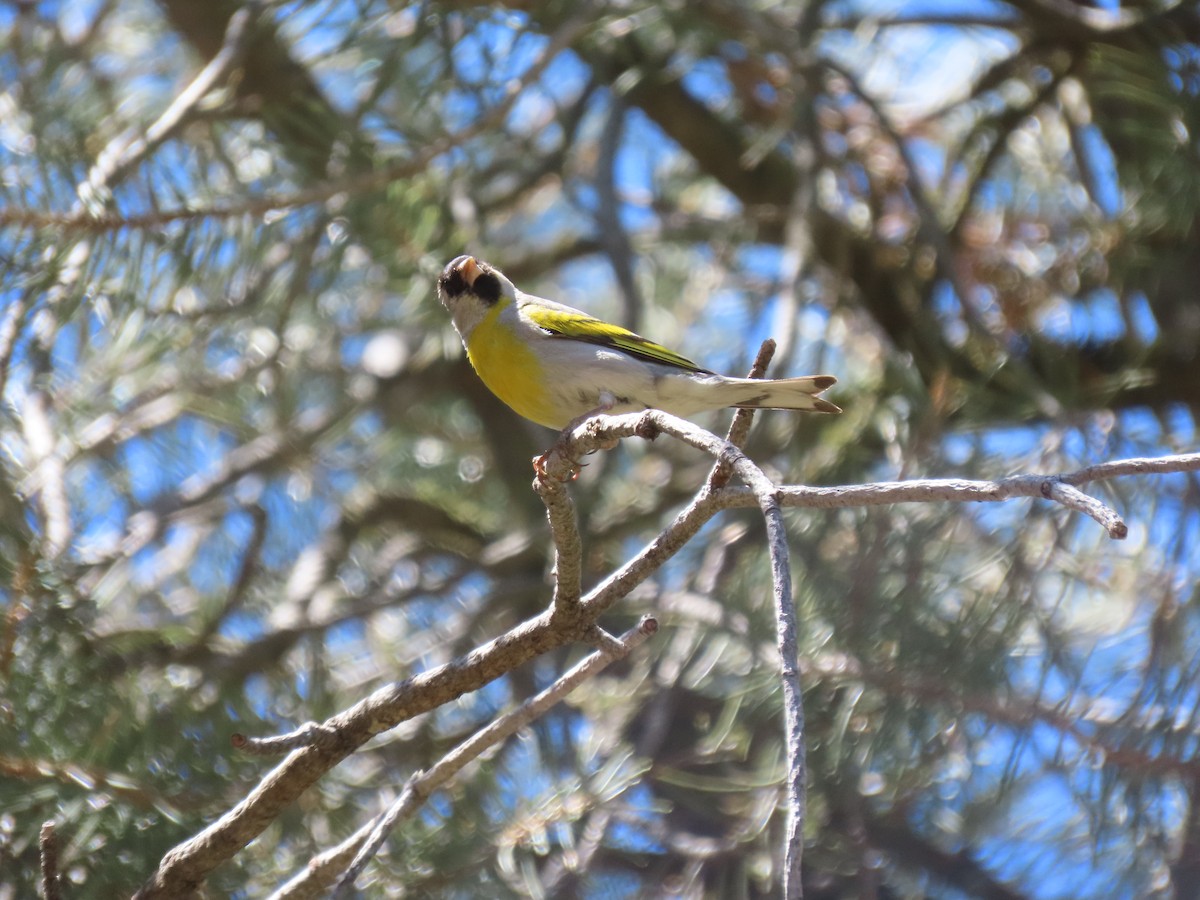 Lawrence's Goldfinch - ML456312051