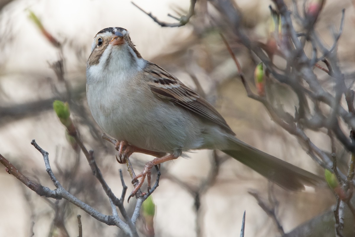 Clay-colored Sparrow - ML456312091
