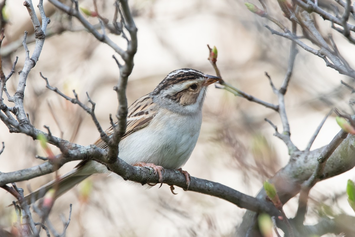 Clay-colored Sparrow - ML456312211