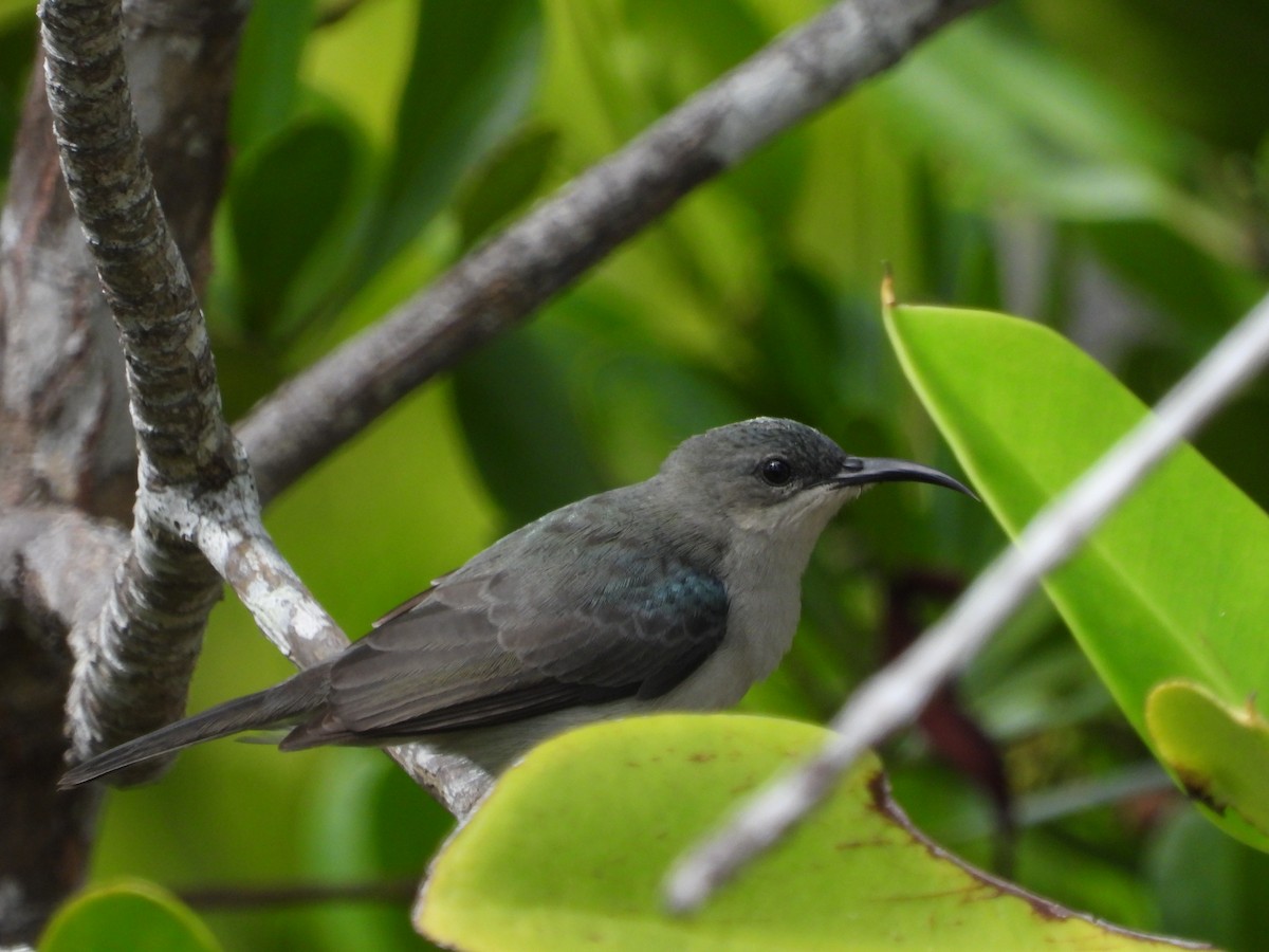 Mouse-colored Sunbird - ML456312421