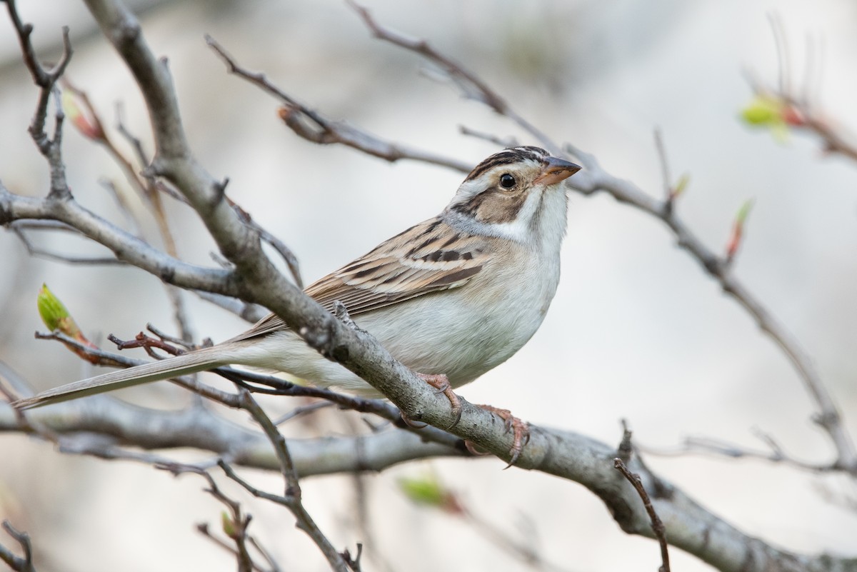 Clay-colored Sparrow - ML456312471