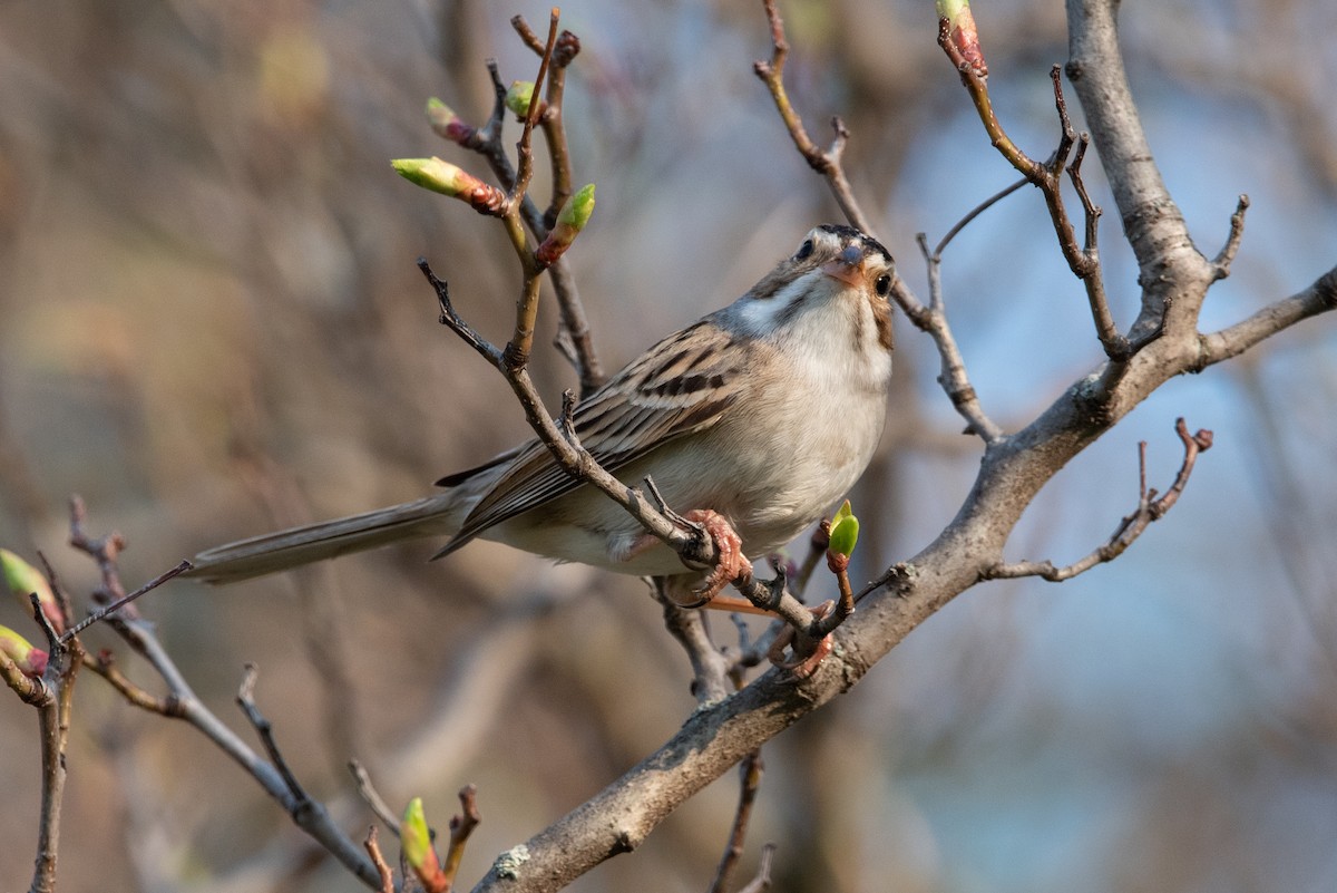 Clay-colored Sparrow - ML456312591