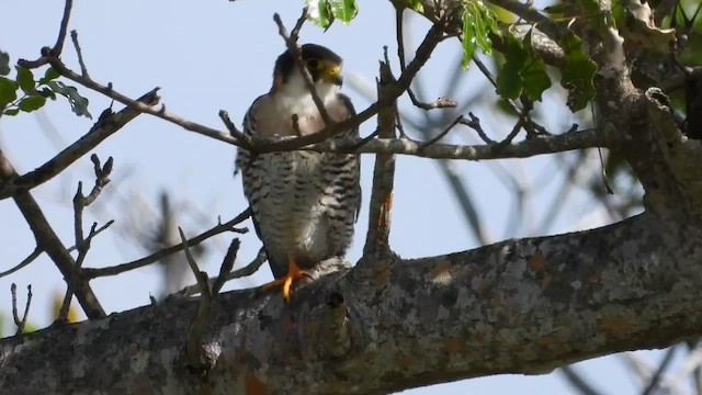 Red-necked Falcon - ML456313031
