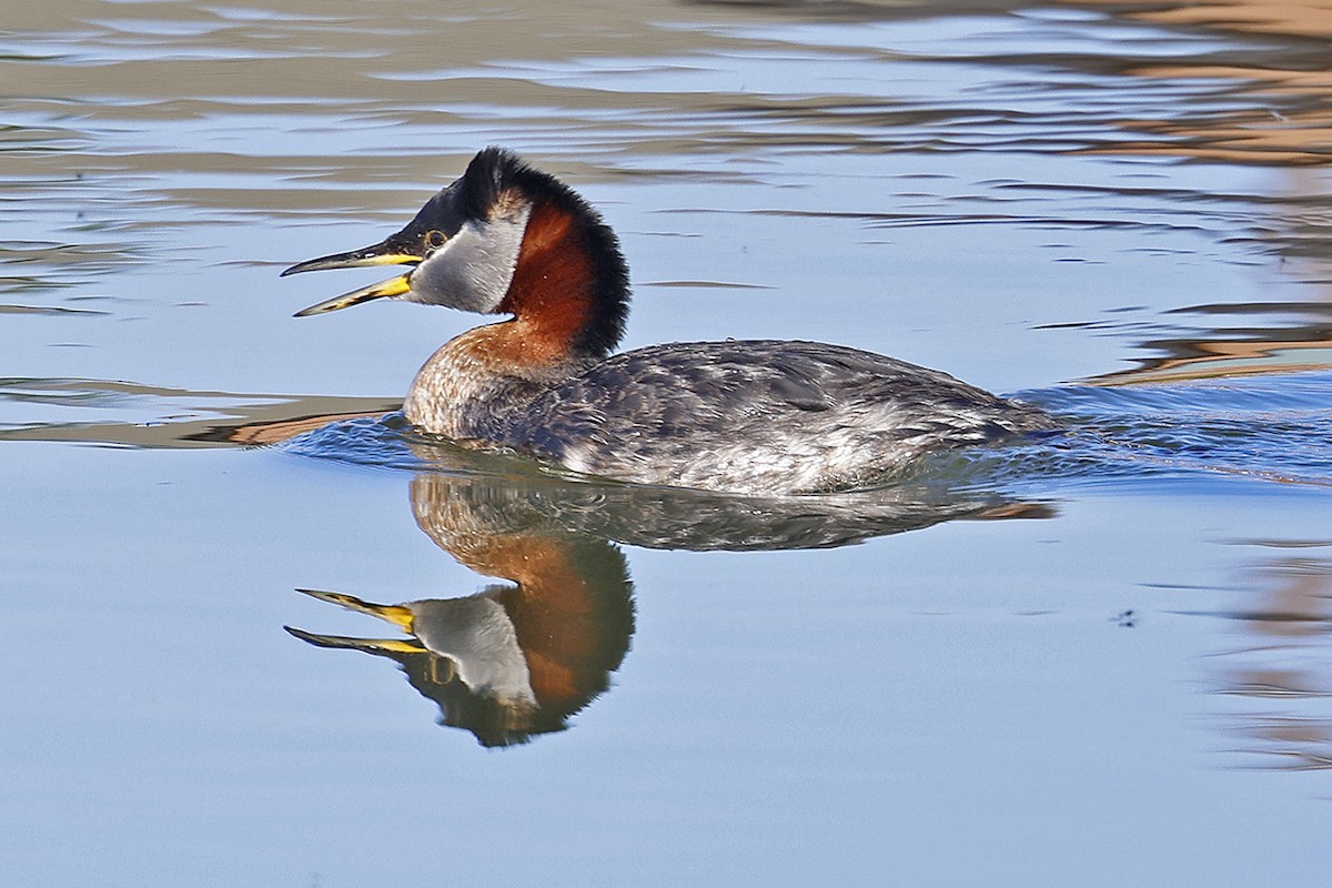 Red-necked Grebe - ML456315171