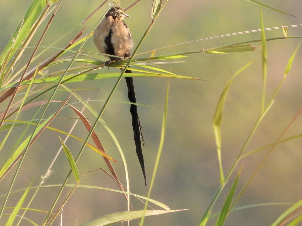 Red-collared Widowbird - GARY DOUGLAS