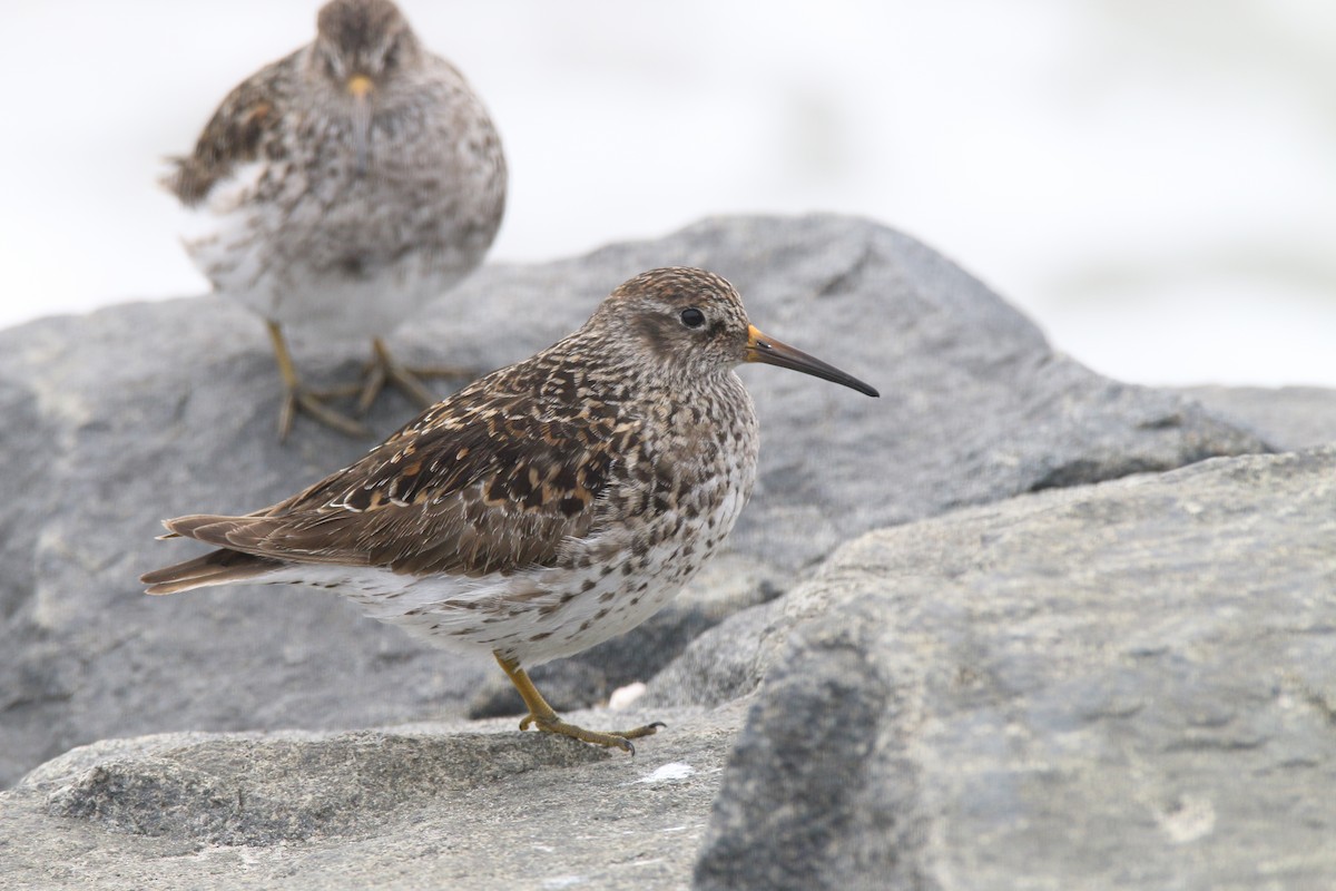 Ml456319331 - Purple Sandpiper - Macaulay Library