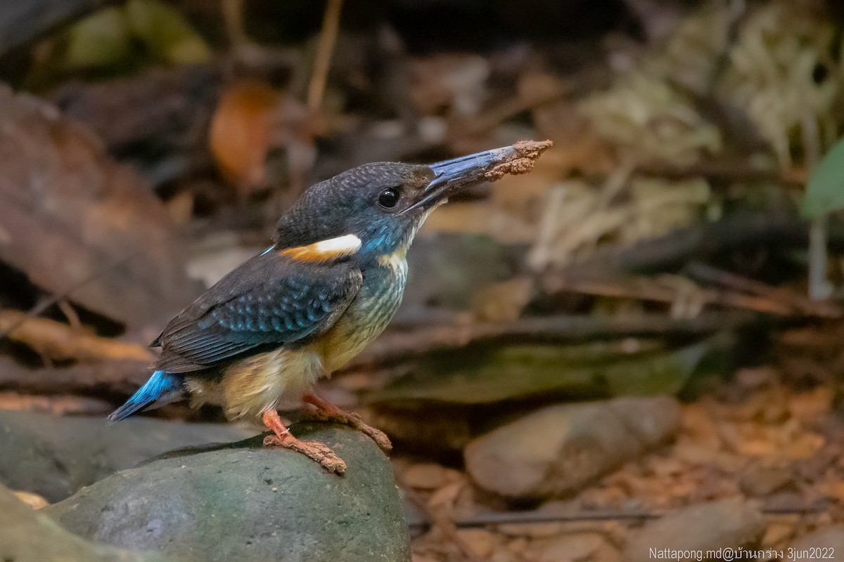 Malaysian Blue-banded Kingfisher - ML456319461