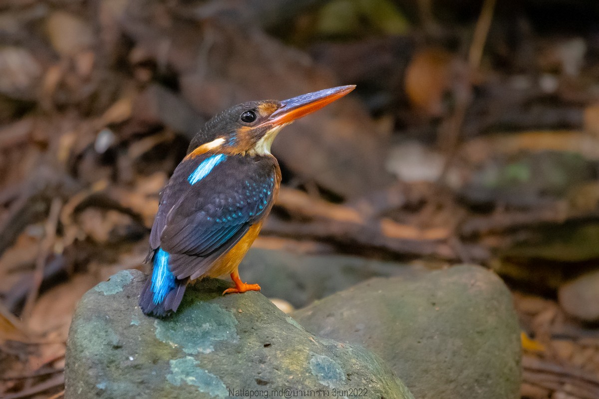 Malaysian Blue-banded Kingfisher - Nattapong Banhomglin