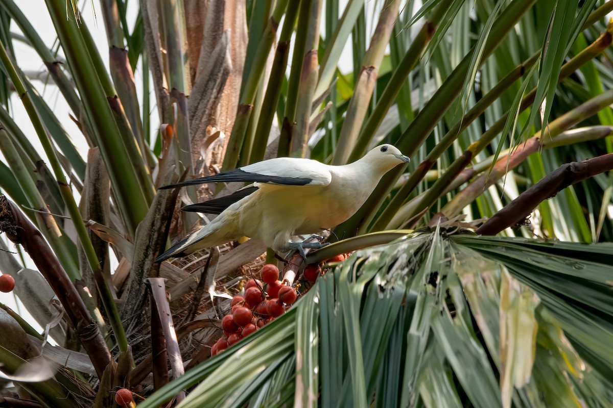 Pied Imperial-Pigeon - ML456321281