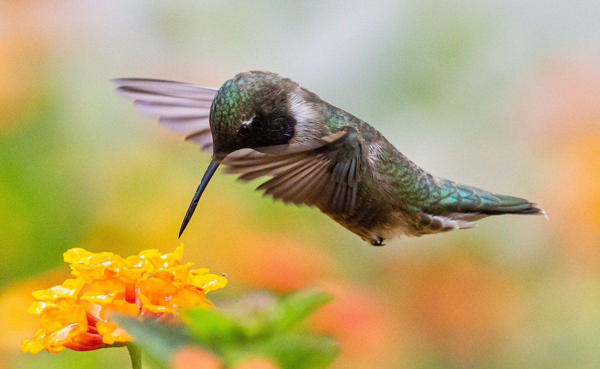 Black-chinned Hummingbird - Timothy Aarons