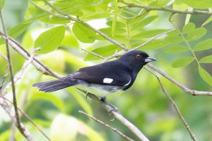 Black-and-white Tanager - ML456324481