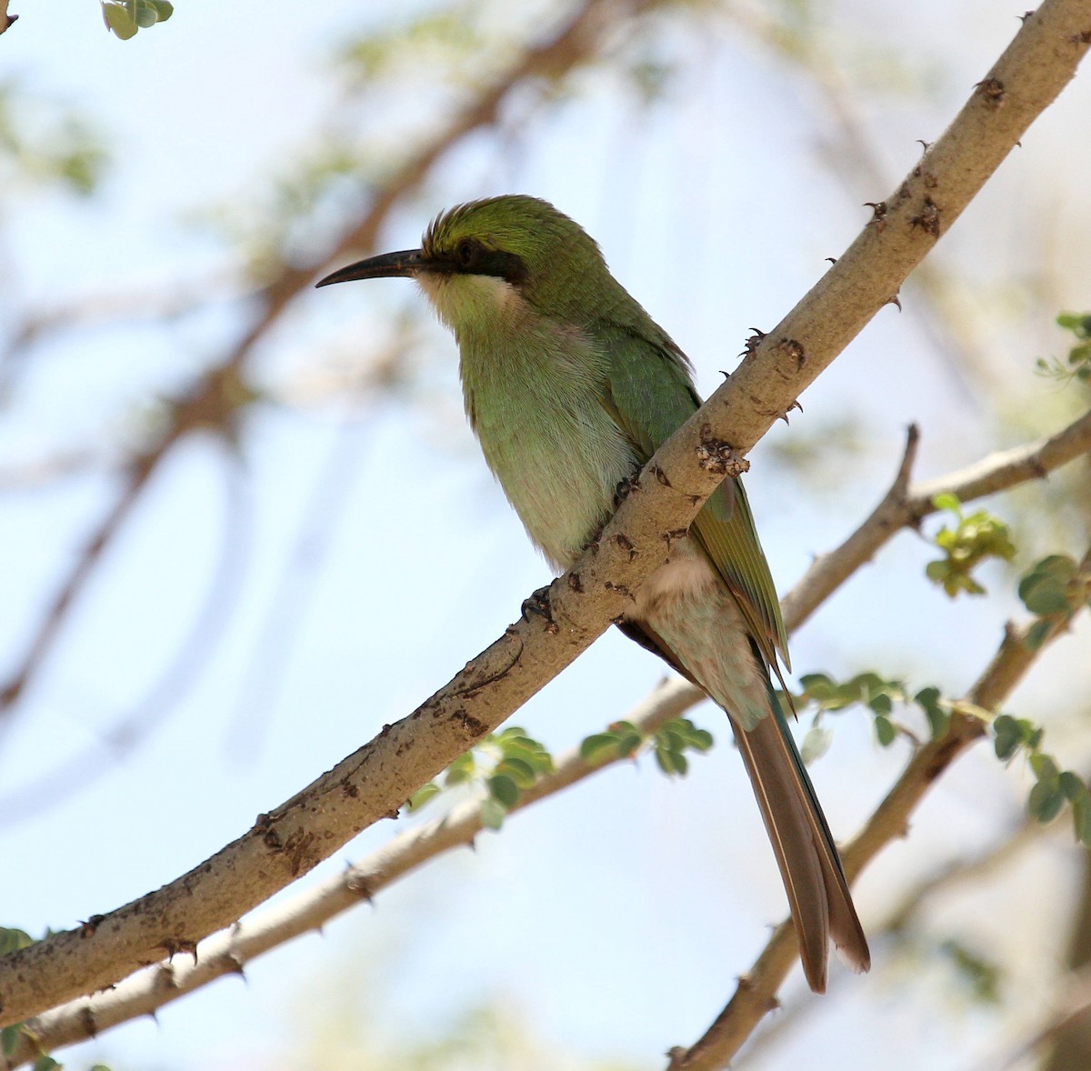 Swallow-tailed Bee-eater - ML45632591