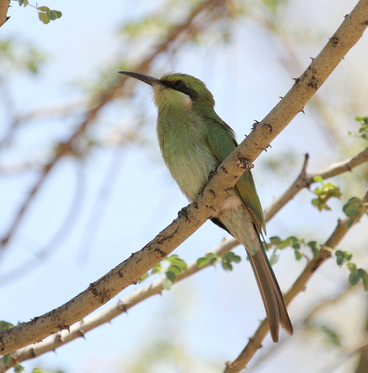 Swallow-tailed Bee-eater - ML45632611