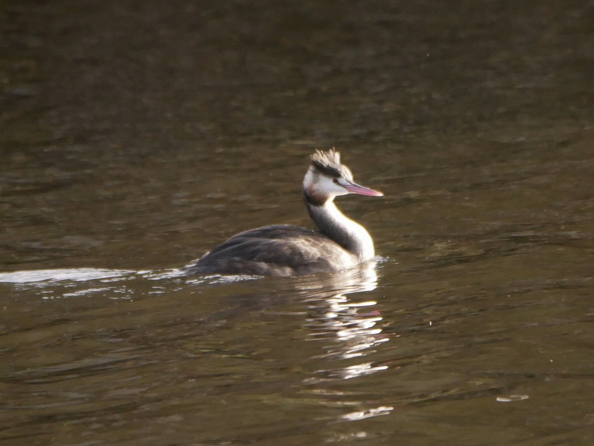 Great Crested Grebe - Keith Morris