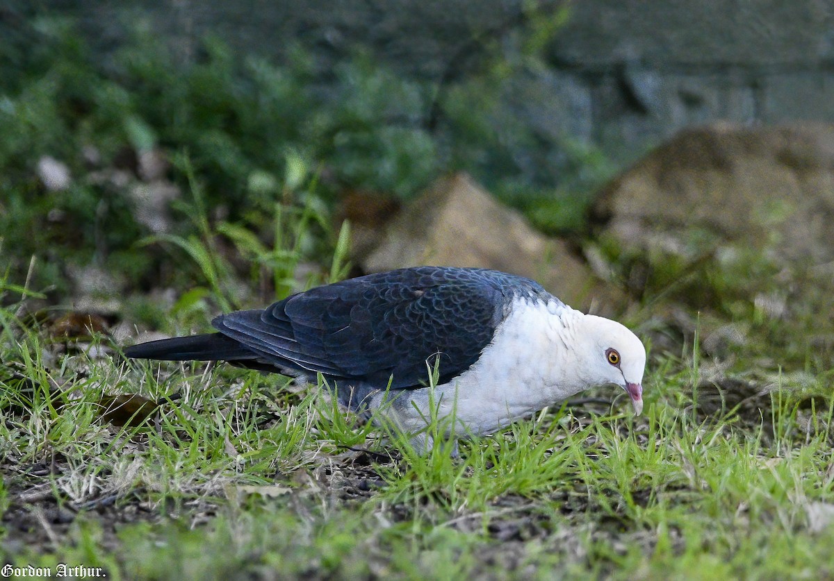 White-headed Pigeon - ML456330471