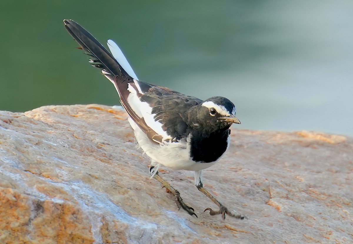 White-browed Wagtail - ML456331801