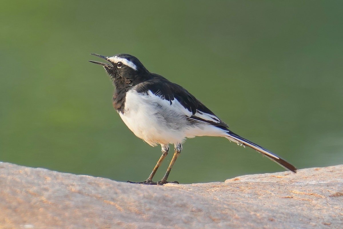 White-browed Wagtail - ML456331811