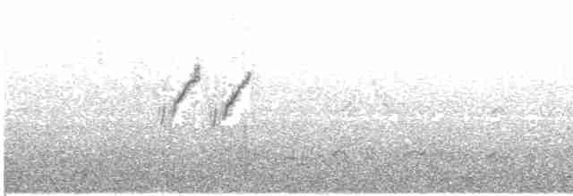 White Wagtail (Hodgson's) - ML456335071