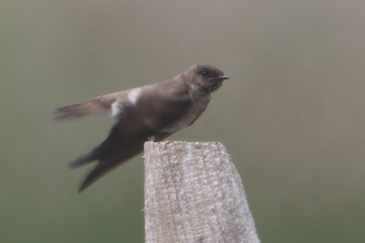 Northern Rough-winged Swallow - ML456342971